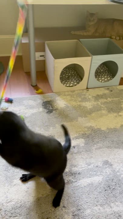 Enlarge Courtesy Post - Killian & Dusty Bottoms, a ADOPTABLE Domestic Short Hair in Portland, OR video 6/6