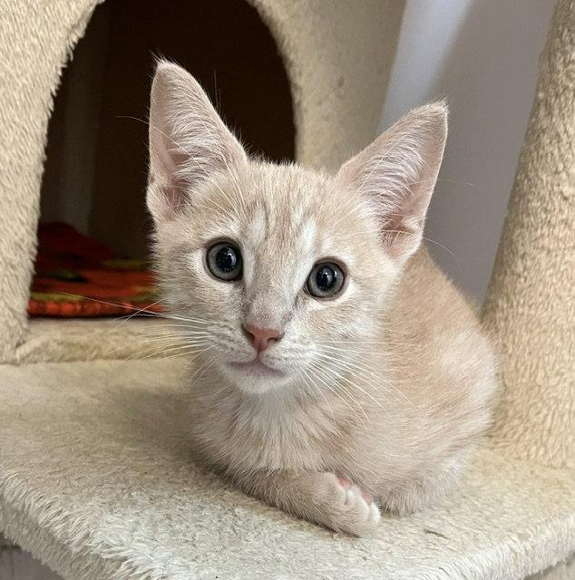 Enlarge Kitten Yumi, a Adopted Domestic Short Hair in Seal Beach, CA image 1/3