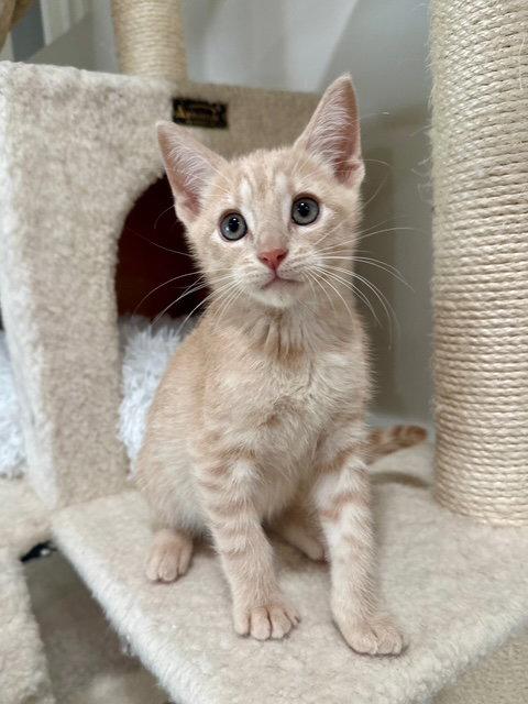 Enlarge Kitten Yumi, a Adopted Domestic Short Hair in Seal Beach, CA image 2/3