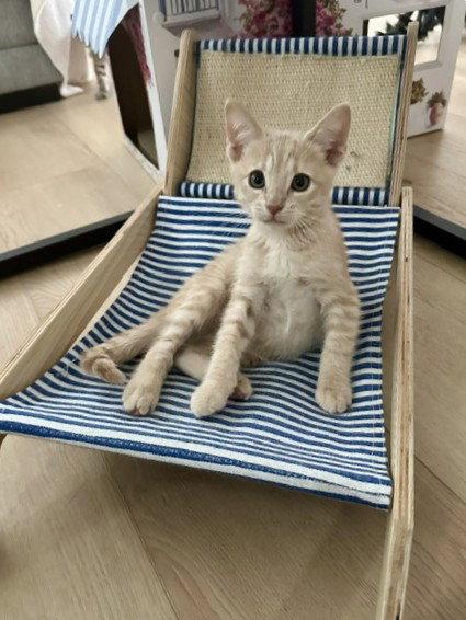 Enlarge Kitten Yumi, a Adopted Domestic Short Hair in Seal Beach, CA image 3/3