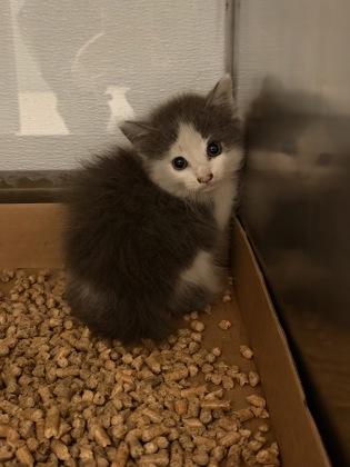 Philadelphia, Adoptable, Kitten Male Domestic Long Hair & Domestic Short Hair.
