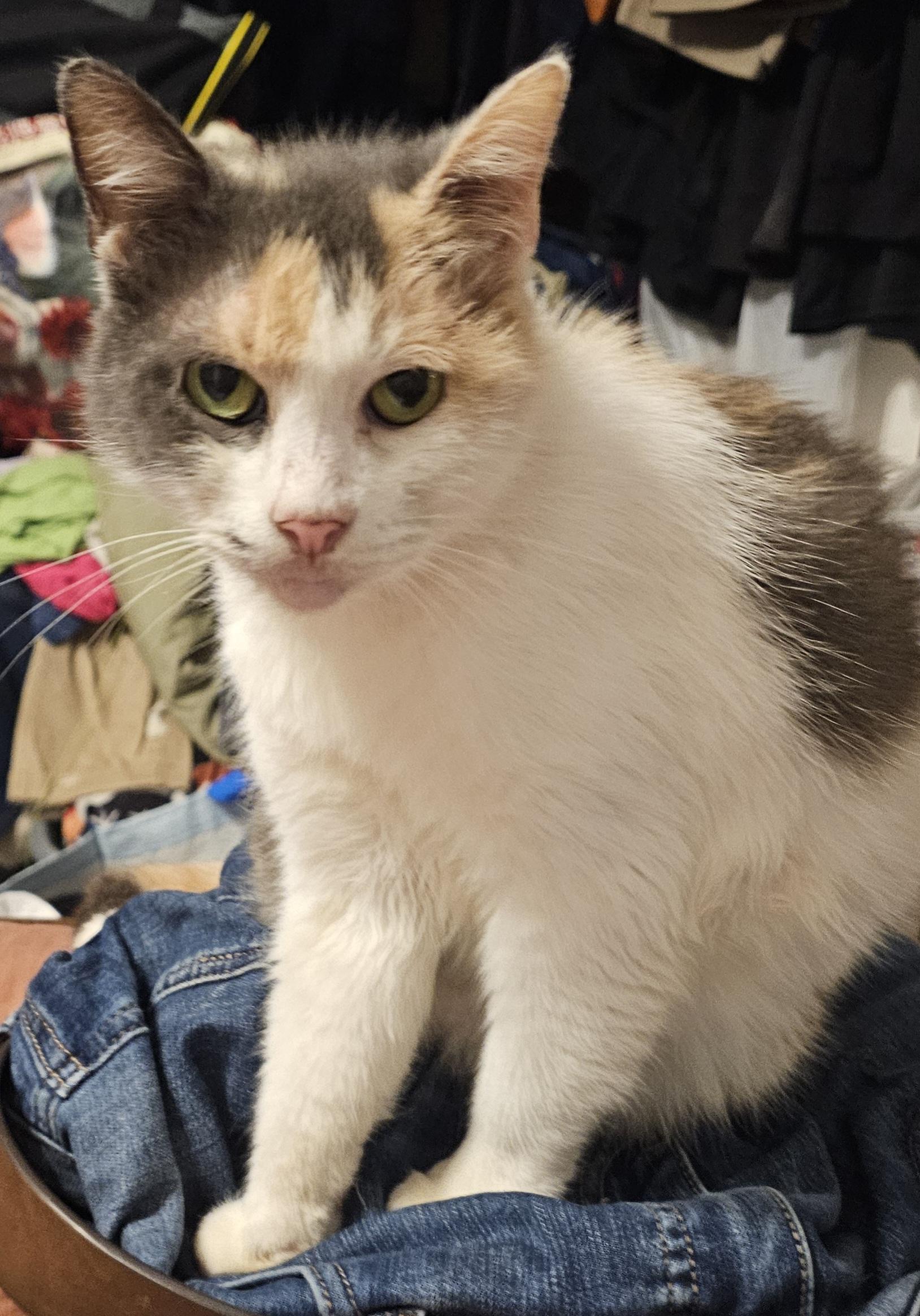Beatrix Louise Mae, Adoptable, Young Female Calico & Domestic Medium Hair.