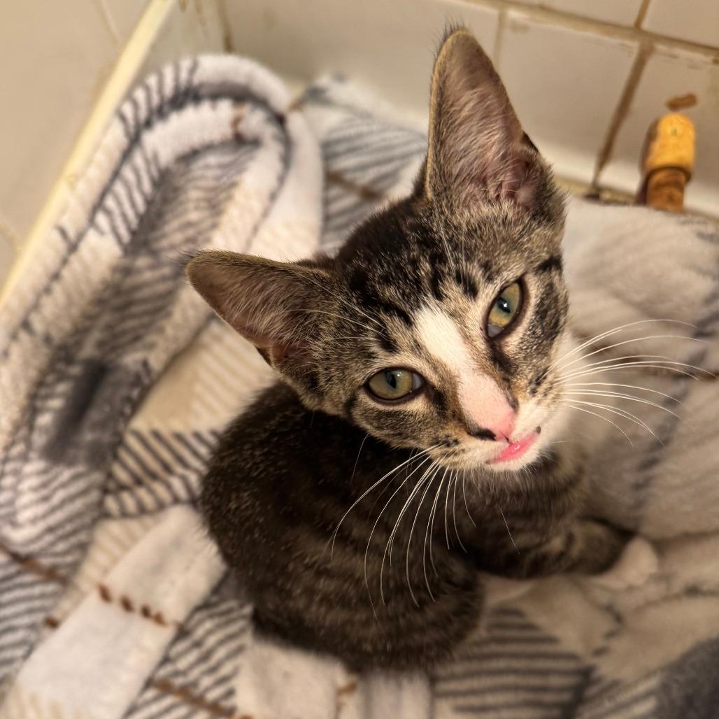 Enlarge Sparky, a Adoptable Domestic Short Hair in Lynchburg, VA image 1/3