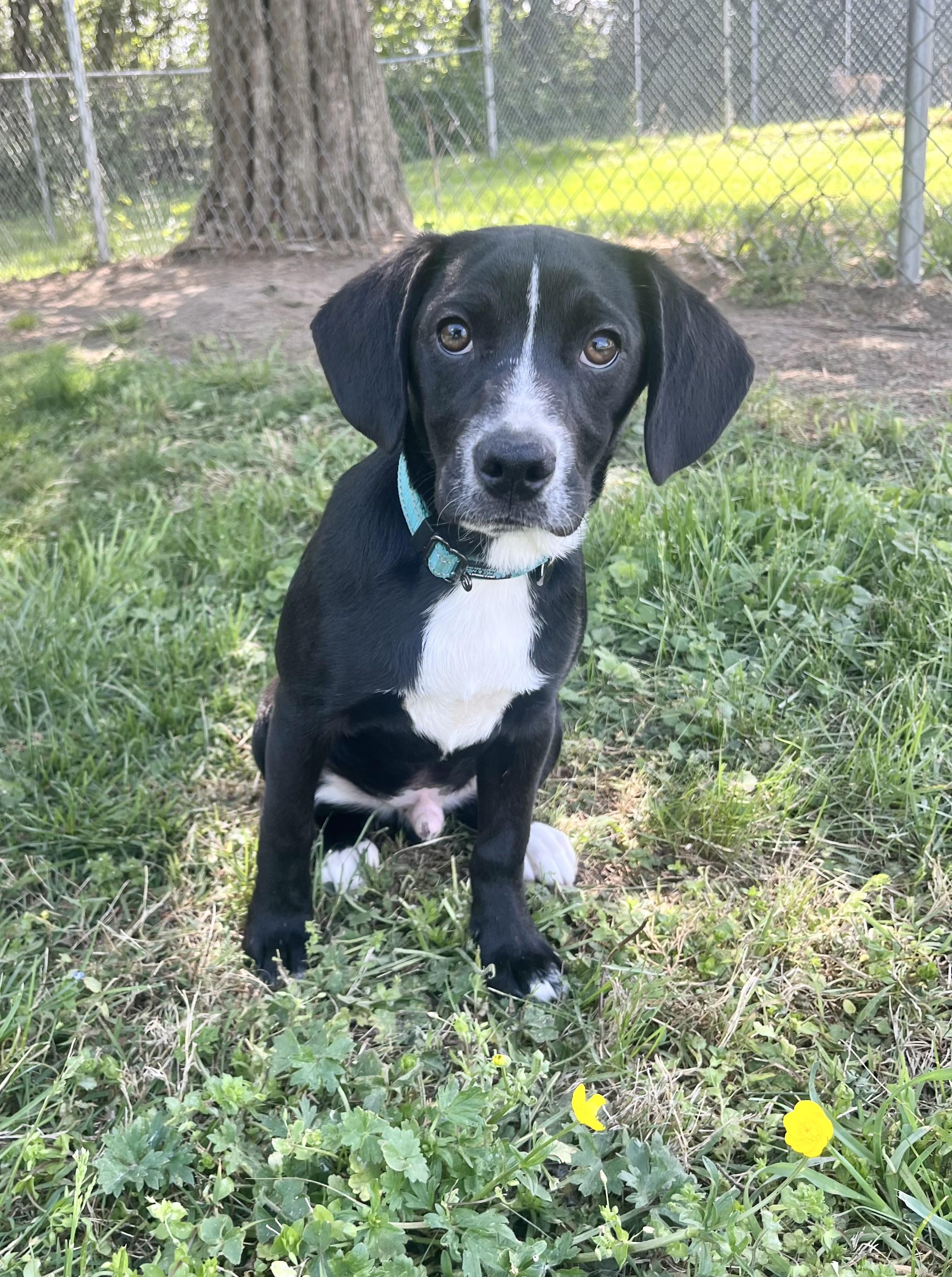Charlie, an adopted mixed breed in Fairfax, VA image 1/3