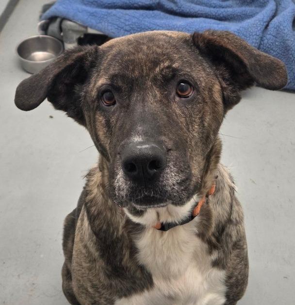 Enlarge Kiara, a Adoptable German Shepherd Dog in Crandon, WI image 1/1