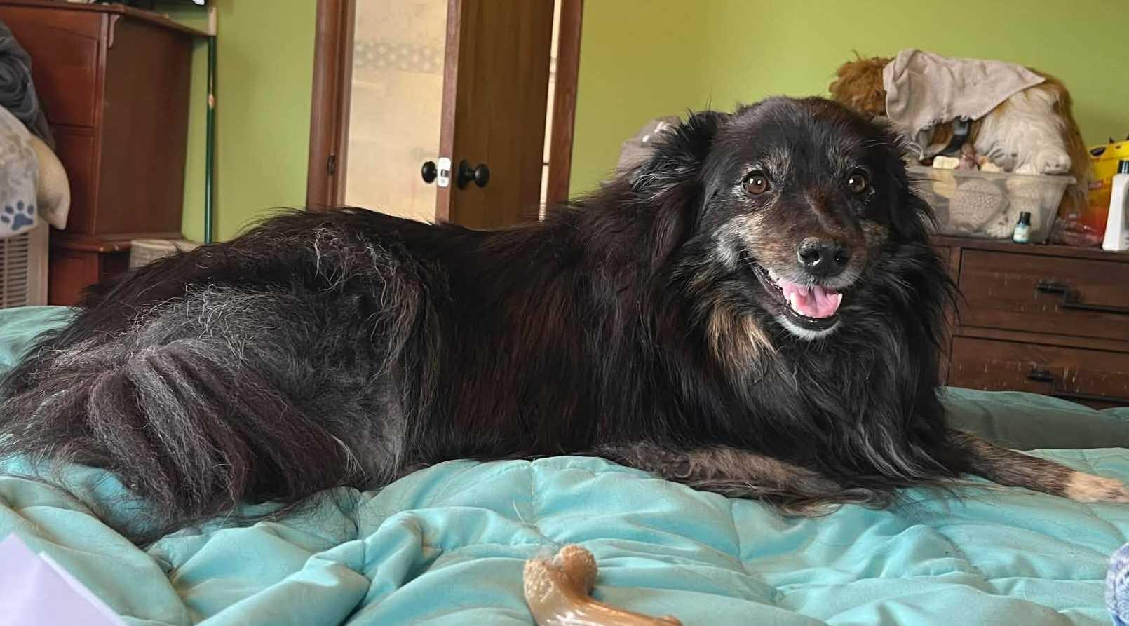 Java (ADOPTED), an adopted Shetland Sheepdog / Sheltie in New Castle, PA image 1/5