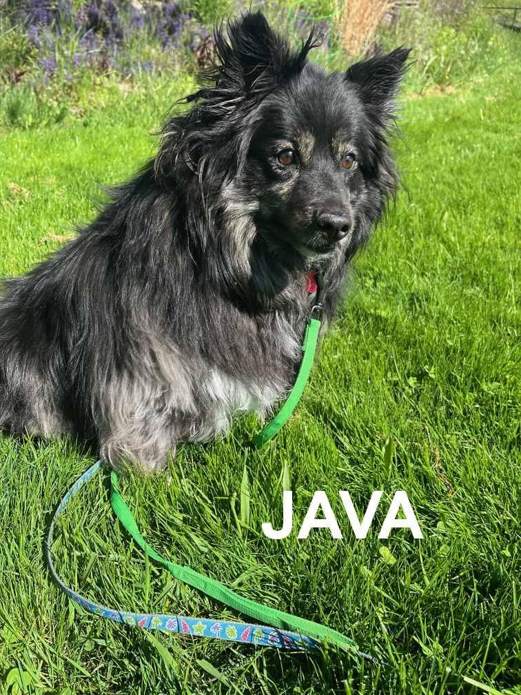 Java (ADOPTED), an adopted Shetland Sheepdog / Sheltie in New Castle, PA image 4/5