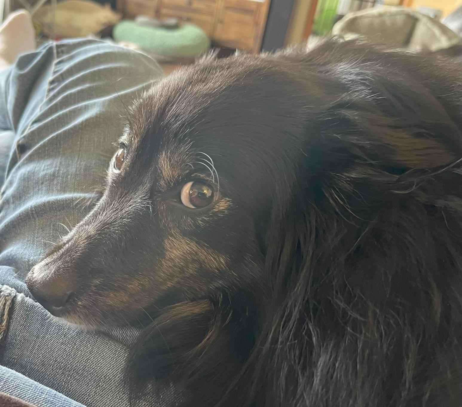 Java (ADOPTED), an adopted Shetland Sheepdog / Sheltie in New Castle, PA image 2/5
