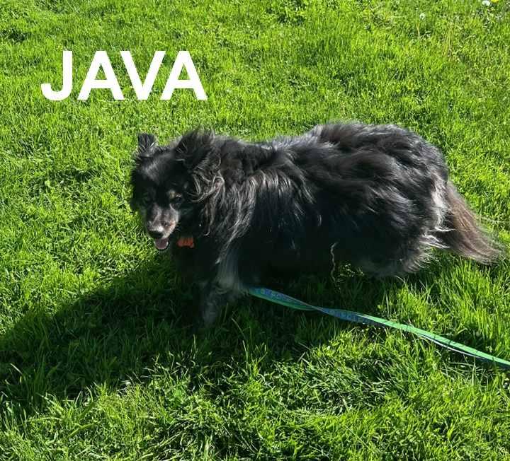 Java (ADOPTED), an adopted Shetland Sheepdog / Sheltie in New Castle, PA image 5/5