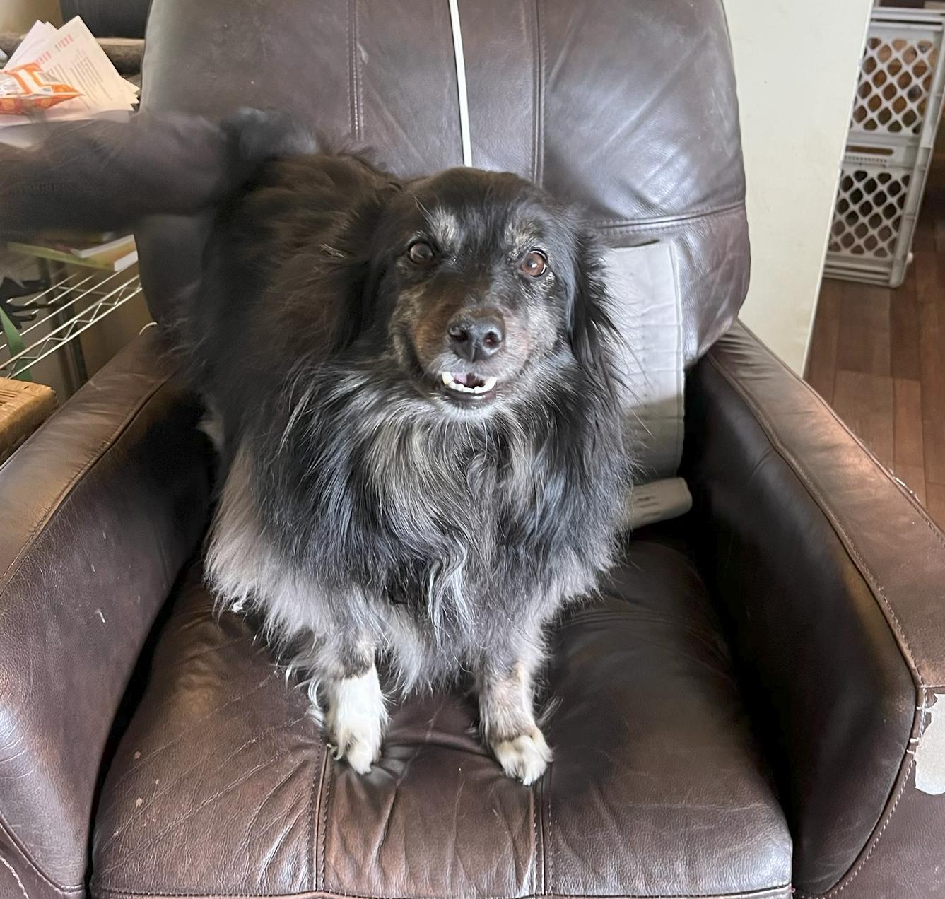 Java (ADOPTED), an adopted Shetland Sheepdog / Sheltie in New Castle, PA image 3/5