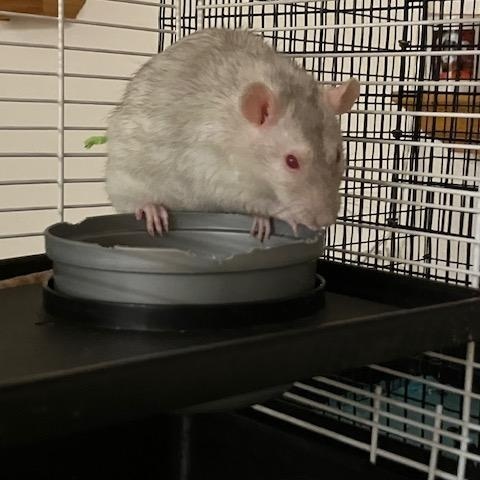 Moonbeam, ADOPTABLE, Adult Female Rat.
