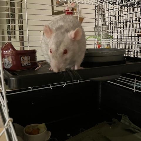 Enlarge Moonbeam, a ADOPTABLE Rat in Scottsdale, AZ image 2/2