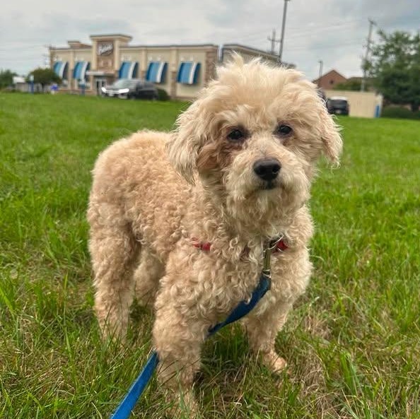Enlarge Finnegan-Foster Home Needed, a ADOPTABLE Poodle in Hartland, WI image 3/6