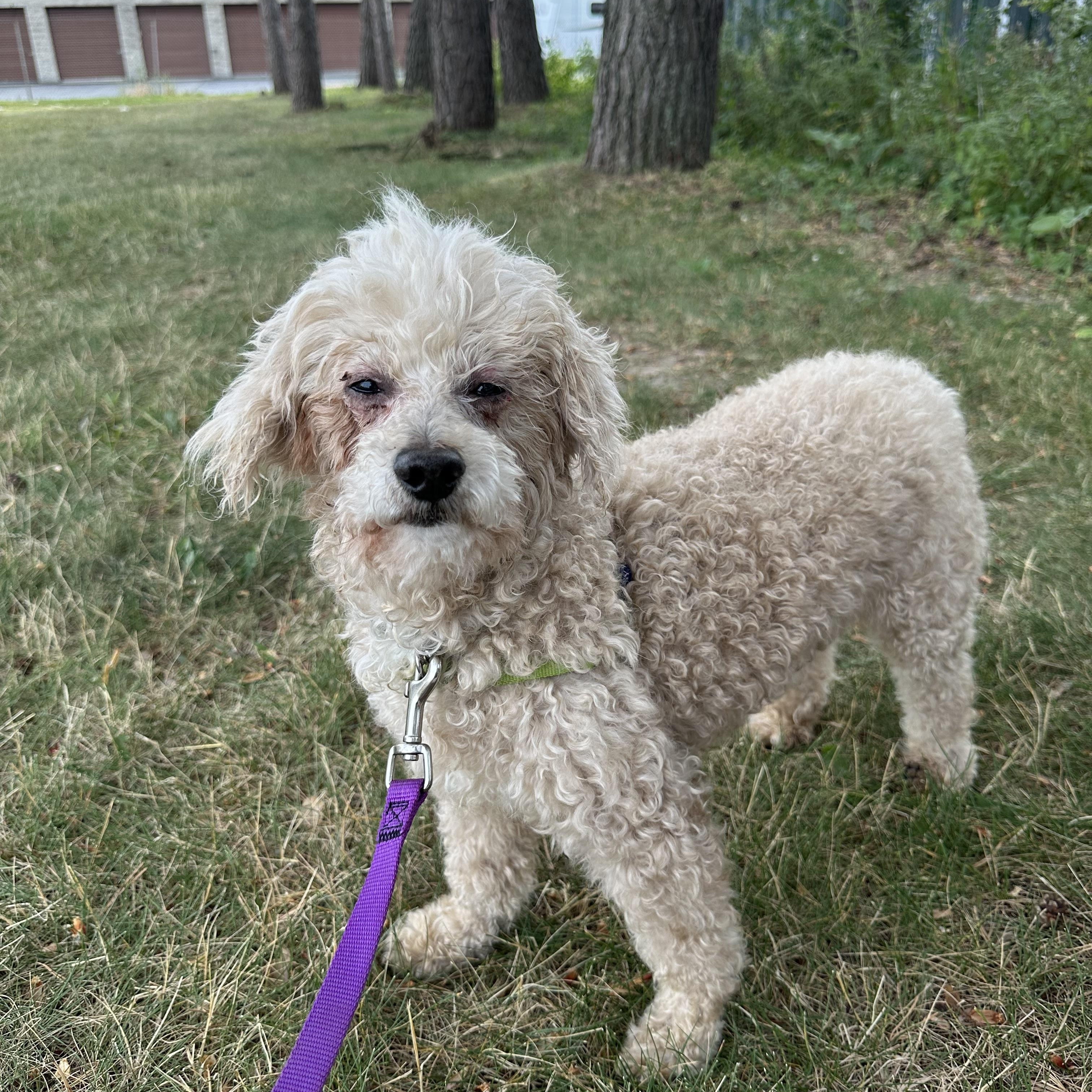 Enlarge Finnegan-Foster Home Needed, a ADOPTABLE Poodle in Hartland, WI image 4/6