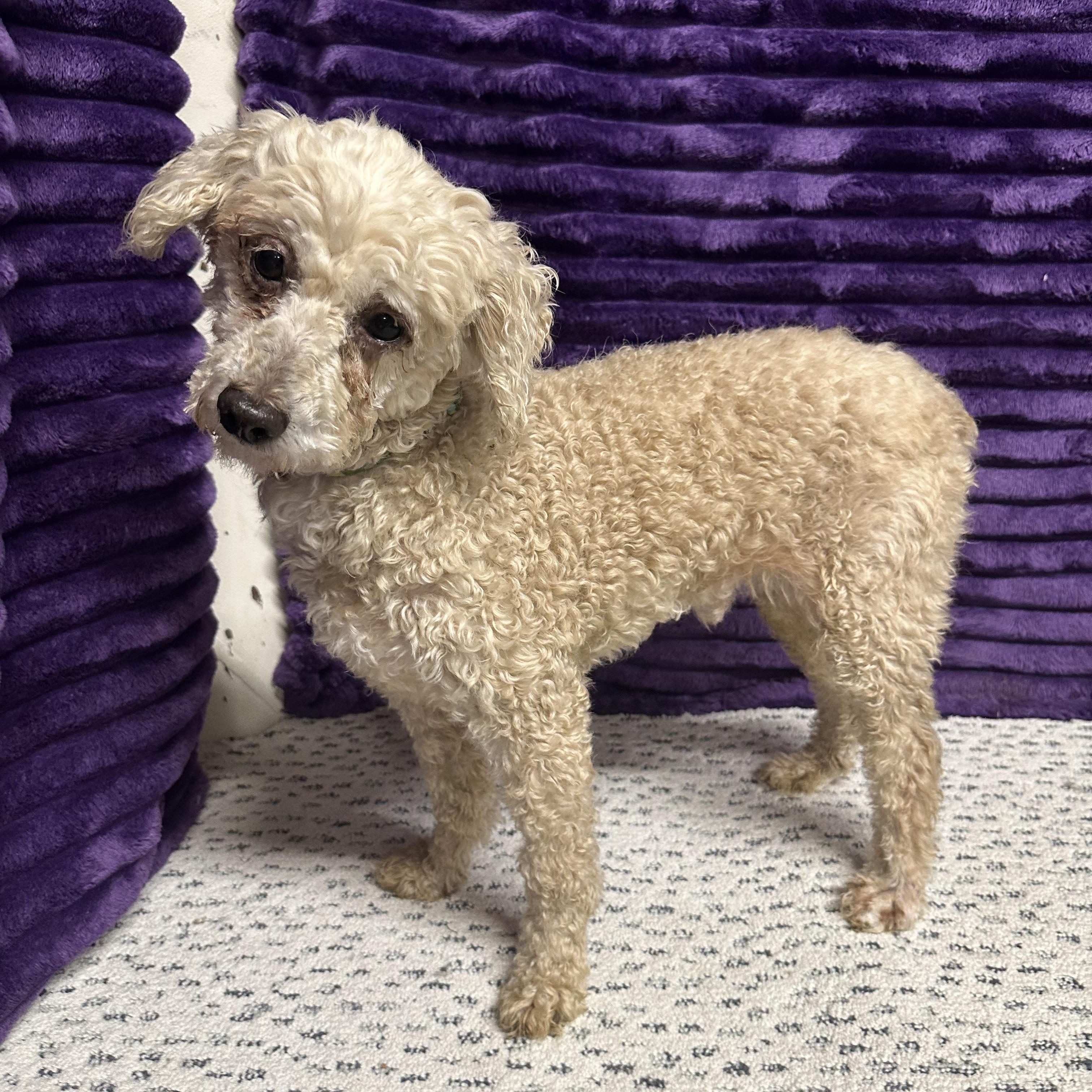 Enlarge Finnegan-Foster Home Needed, a ADOPTABLE Poodle in Hartland, WI image 1/6