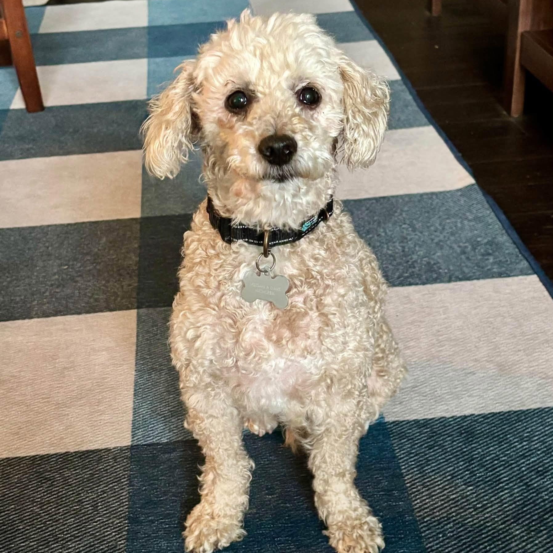 Enlarge Finnegan, a Adoptable Poodle in Hartland, WI image 2/6