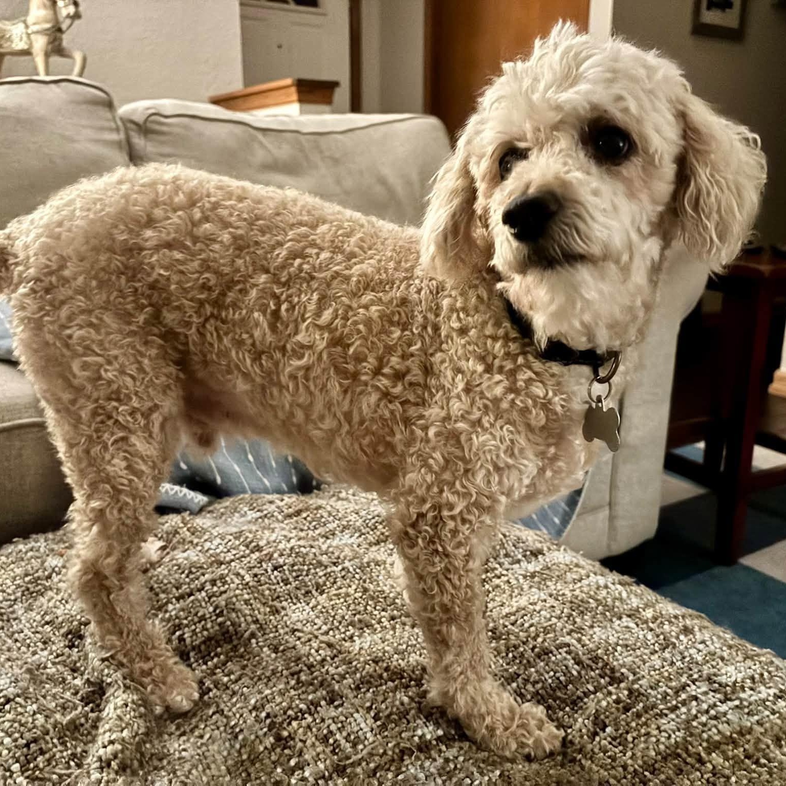 Enlarge Finnegan, a Adoptable Poodle in Hartland, WI image 3/6