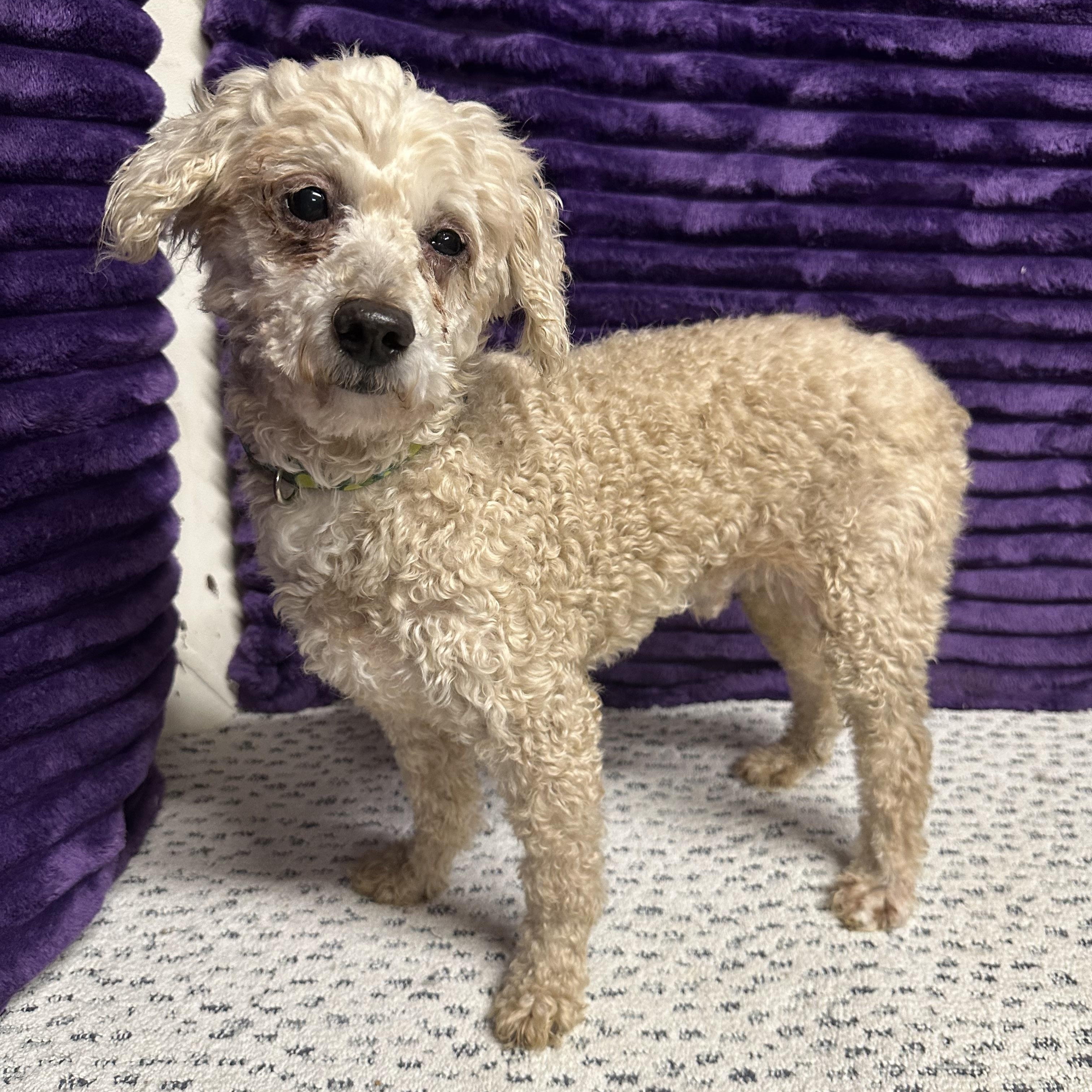 Enlarge Finnegan-Foster Home Needed, a ADOPTABLE Poodle in Hartland, WI image 2/6