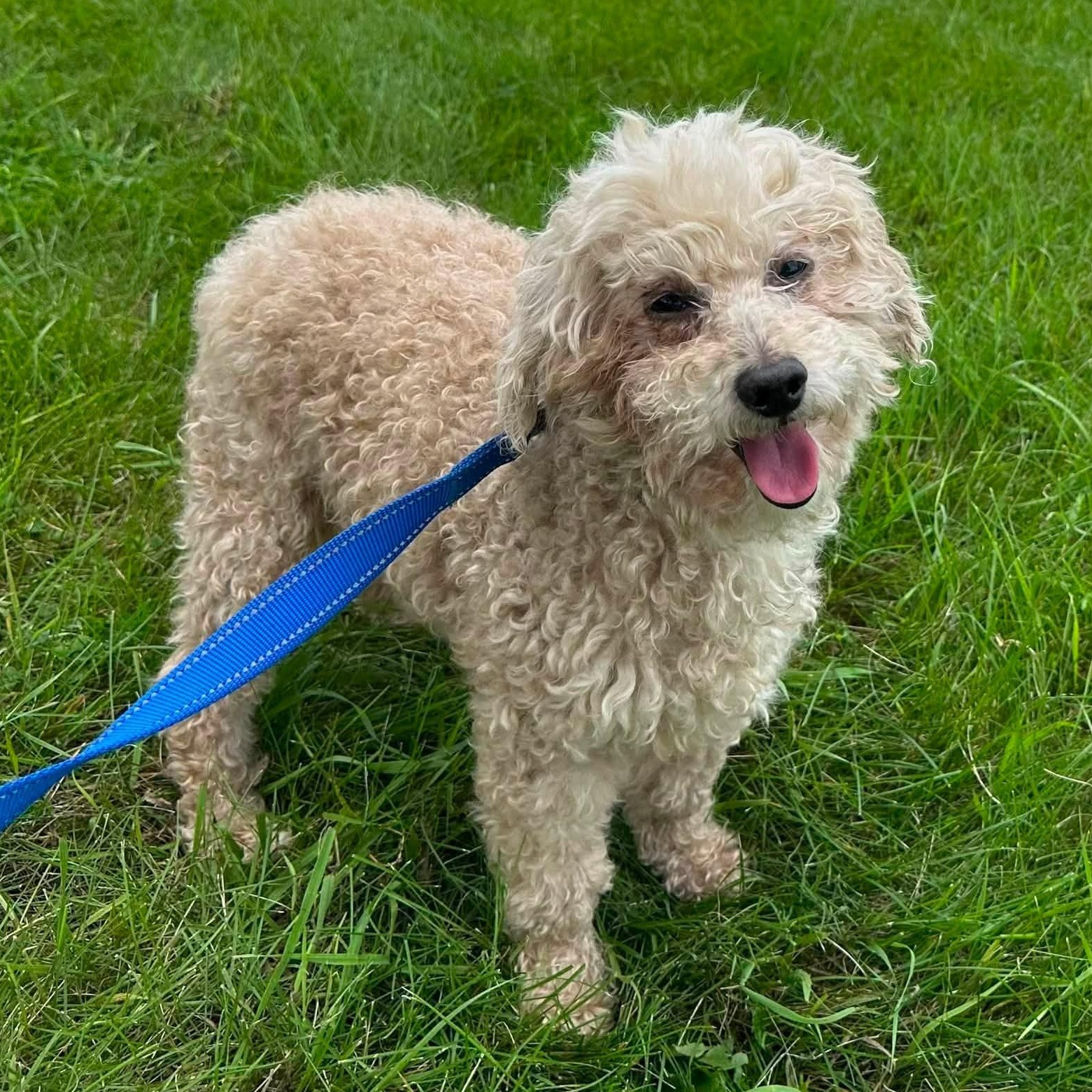 Finnegan-Foster Home Needed, ADOPTABLE, Young Male Poodle.