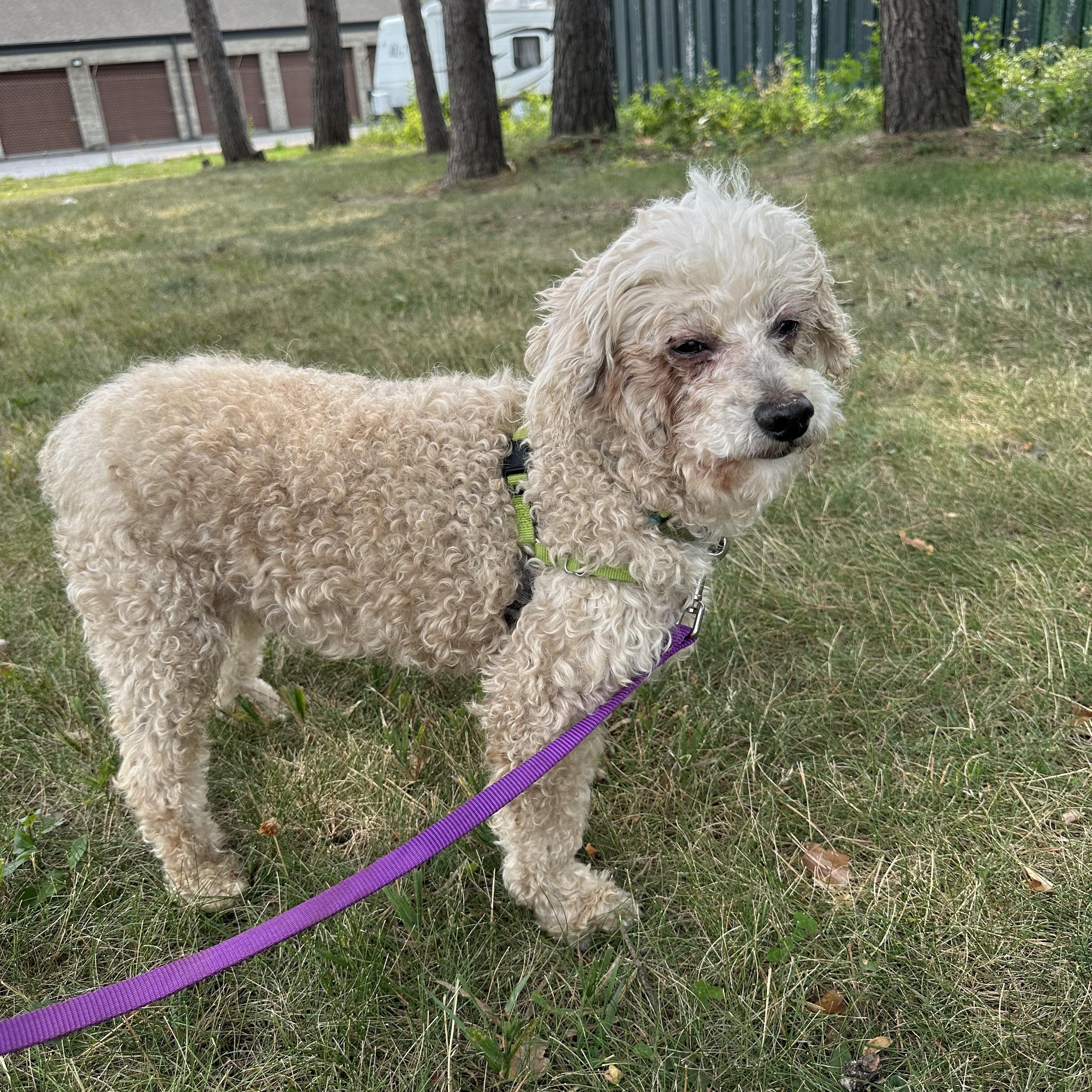 Enlarge Finnegan-Foster Home Needed, a ADOPTABLE Poodle in Hartland, WI image 5/6