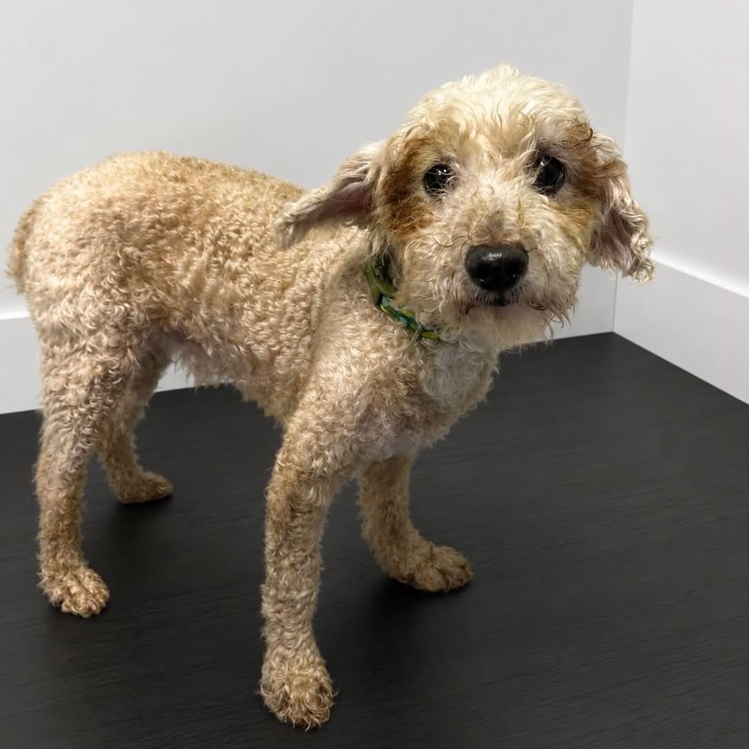 Enlarge Finnegan-Foster Home Needed, a ADOPTABLE Poodle in Hartland, WI image 2/2