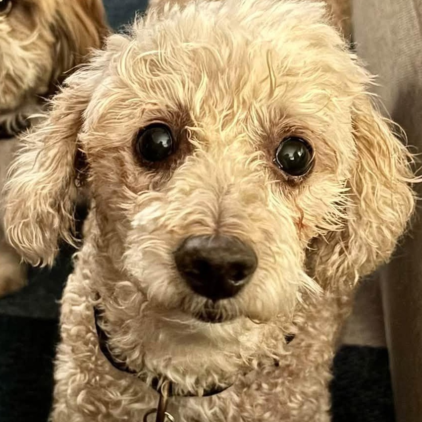 Finnegan, Adoptable, Adult Male Poodle.