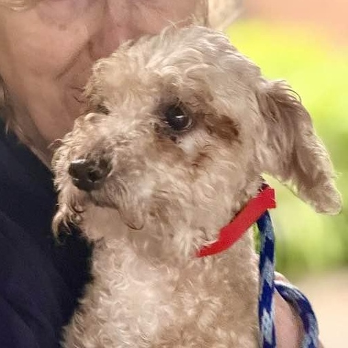 Enlarge Finnegan-Foster Home Needed, a ADOPTABLE Poodle in Hartland, WI image 1/2