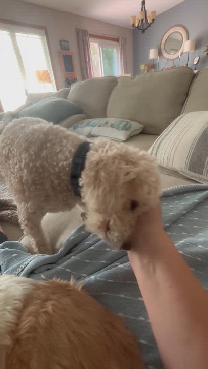Enlarge Finnegan, a Adoptable Poodle in Hartland, WI video 6/6