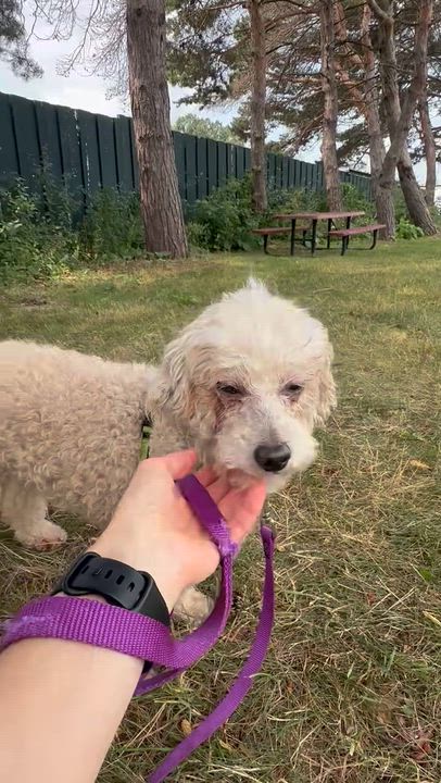 Enlarge Finnegan-Foster Home Needed, a ADOPTABLE Poodle in Hartland, WI video 6/6