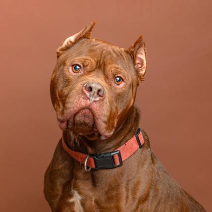 Hamburglar thumbnail 2