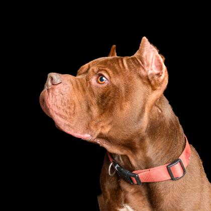 Hamburglar thumbnail 3