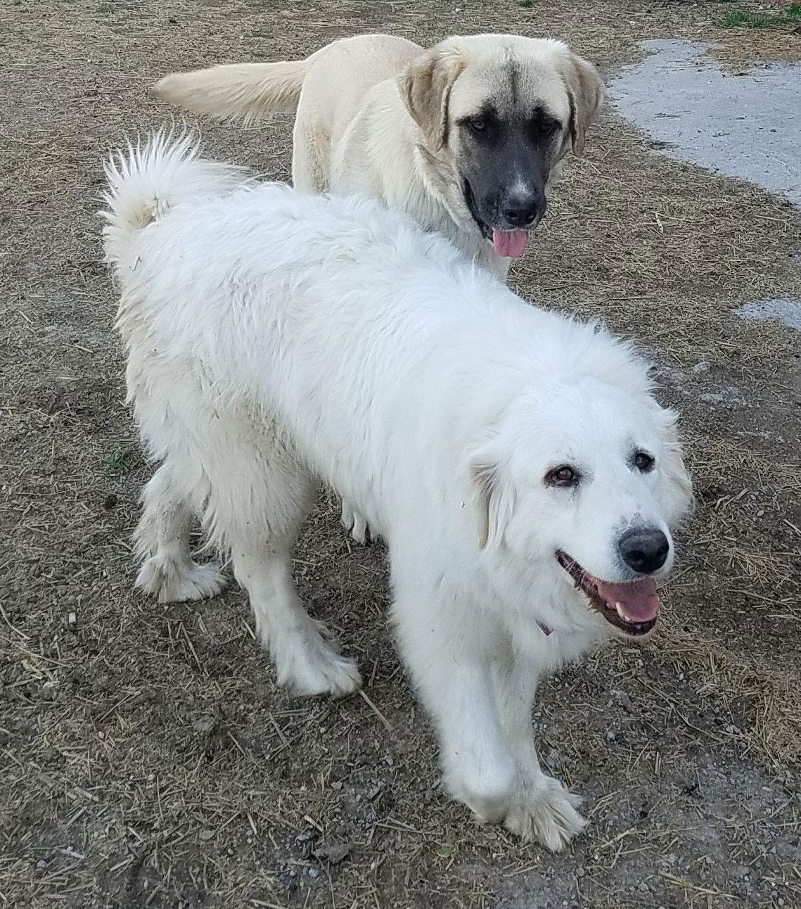 Enlarge Candy Cane (6-15-2018), a Adopted Great Pyrenees in Whitewright, TX image 2/3