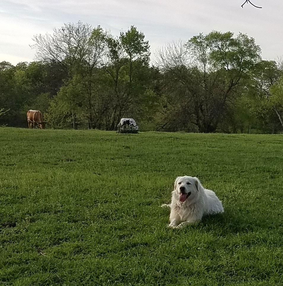 Enlarge Candy Cane (6-15-2018), a Adopted Great Pyrenees in Whitewright, TX image 3/3