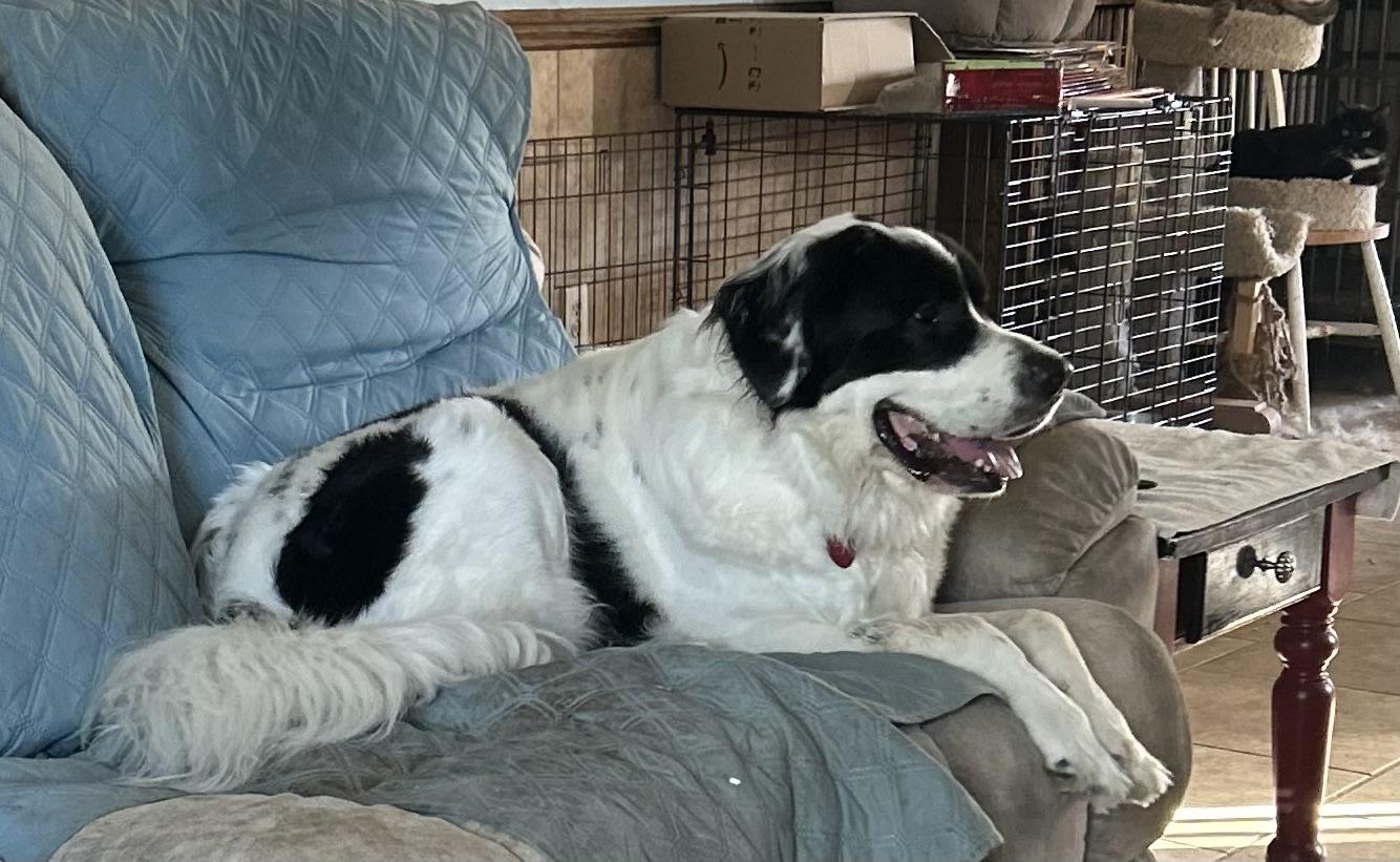 Nova, a Adoptable mixed breed in Magnolia, TX image 5/5