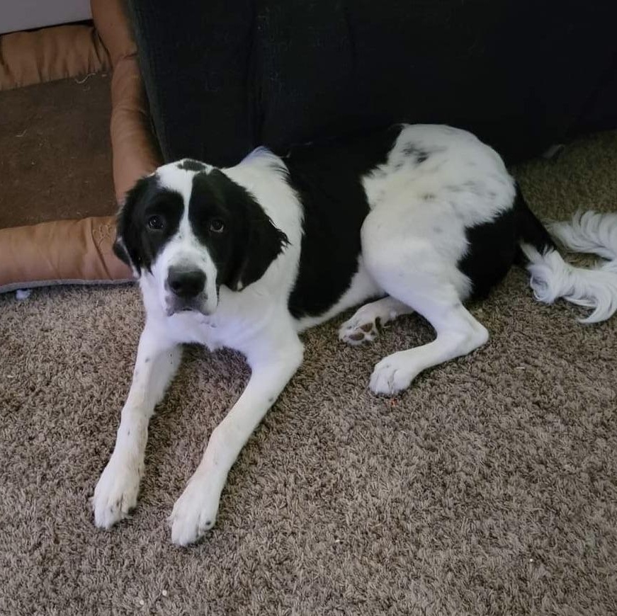 Nova, a Adoptable mixed breed in Magnolia, TX image 1/5