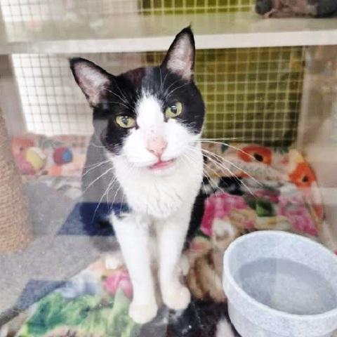 Oreo, Adoptable, Adult Male Domestic Short Hair.