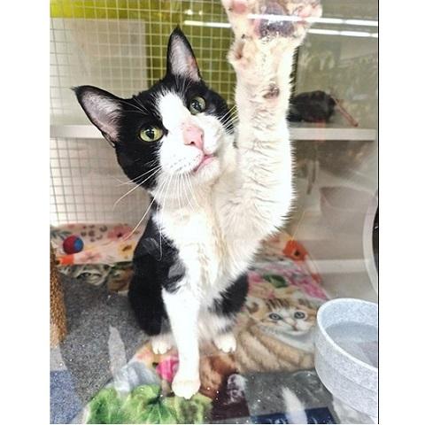 Oreo, an adoptable Domestic Short Hair in Salt Lake City, UT, 84109 | Photo Image 1
