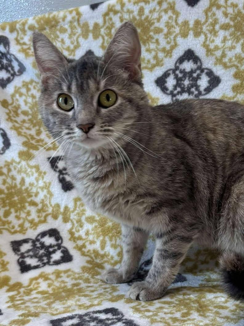 Moon Kitty