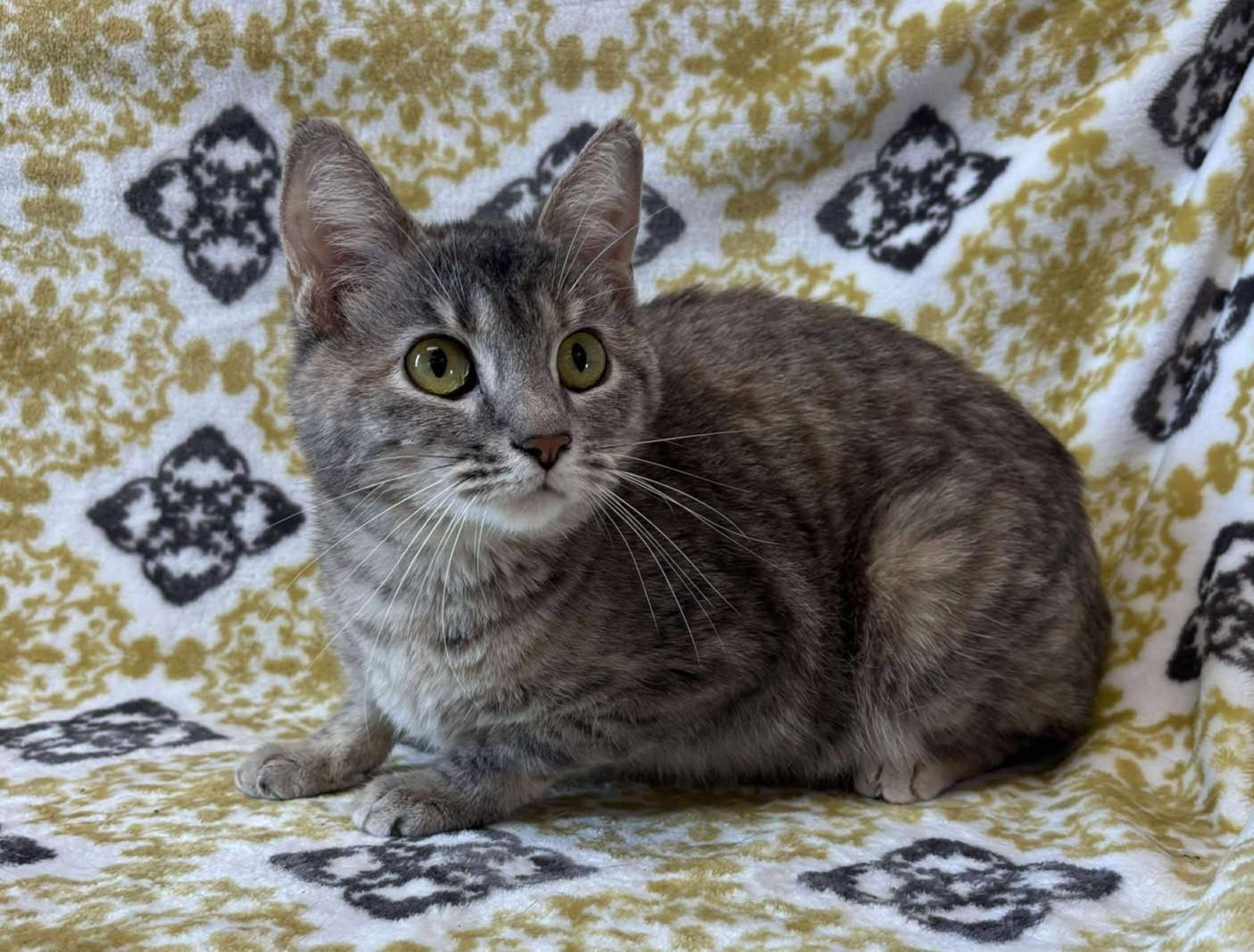 Moon Kitty