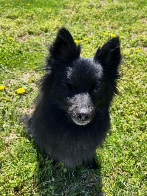 Enlarge Monkey, a ADOPTABLE mixed breed in Rockville, MD image 5/6