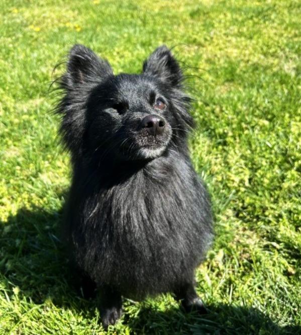 Enlarge Monkey, a ADOPTABLE mixed breed in Rockville, MD image 6/6