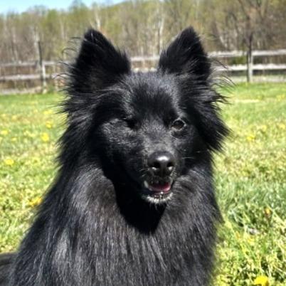Monkey, ADOPTABLE, Adult Male Pomeranian & Spitz.