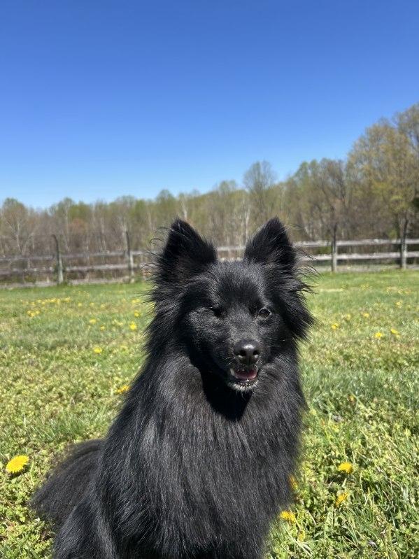 Enlarge Monkey, a ADOPTABLE mixed breed in Rockville, MD image 2/6