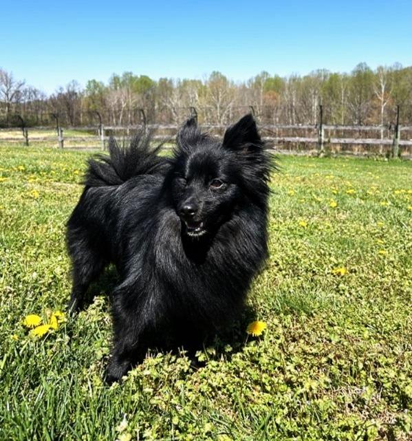 Monkey, ADOPTABLE, Adult Male Pomeranian & Spitz.