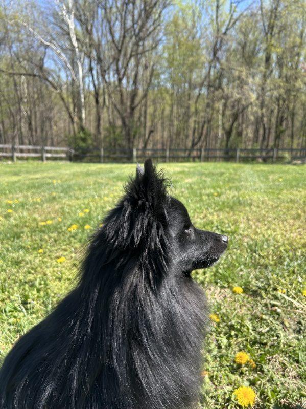 Enlarge Monkey, a ADOPTABLE mixed breed in Rockville, MD image 3/6
