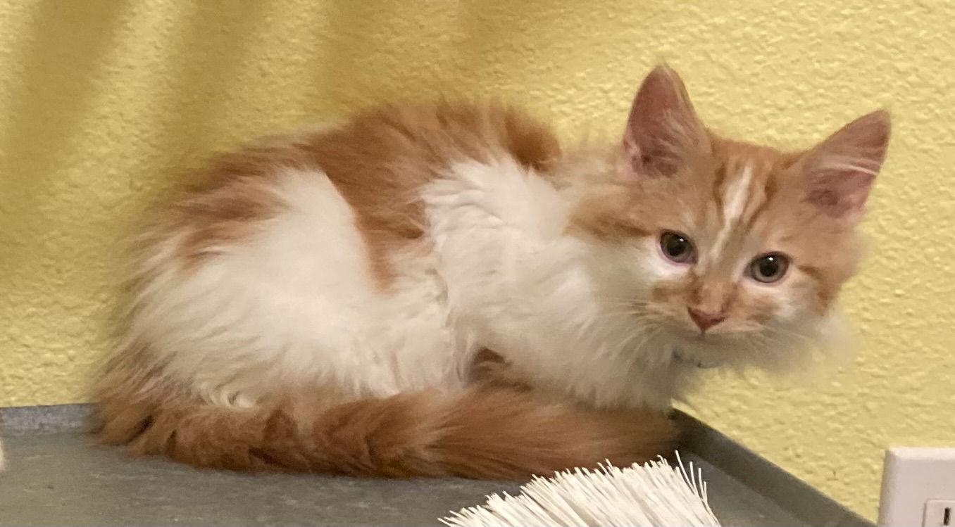 Enlarge WINSTON, a Adopted mixed breed in Antioch, CA image 1/2