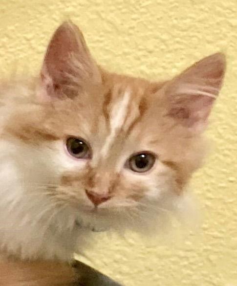 Enlarge WINSTON, a Adopted mixed breed in Antioch, CA image 2/2