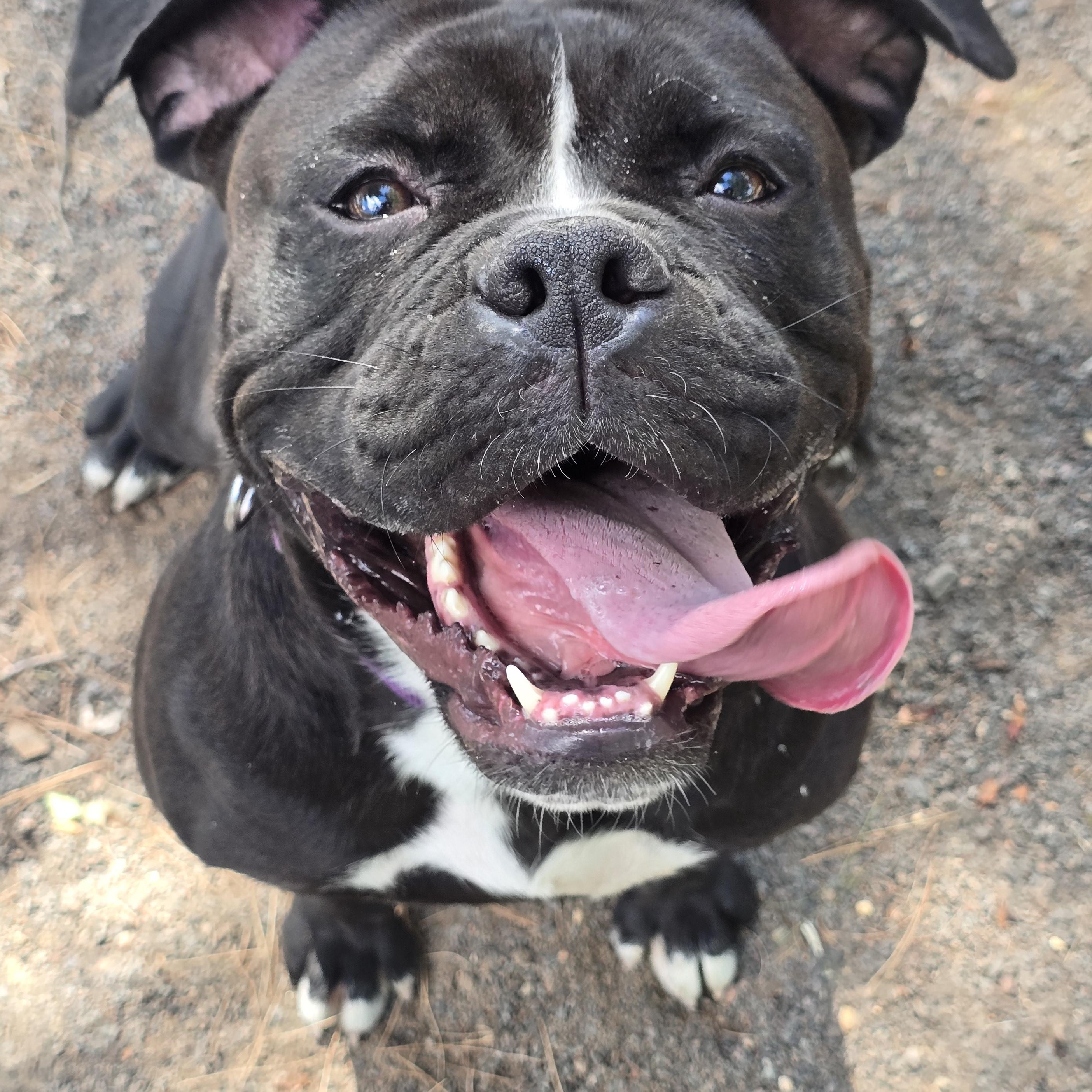 Bonnie, Adoptable, Adult Female American Bulldog.