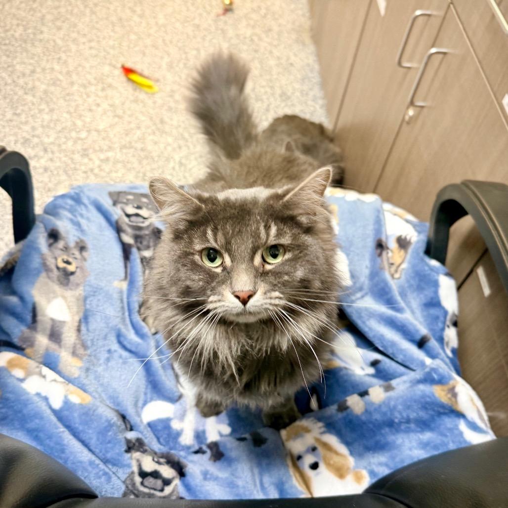 Vinny, Adoptable, Adult Female Domestic Long Hair.