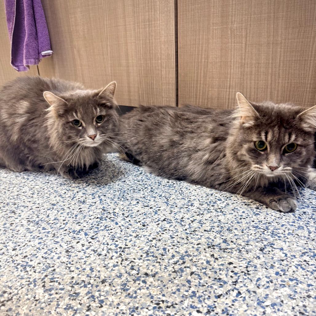 Vinny, a Adoptable Domestic Long Hair in Great Falls, MT image 2/2